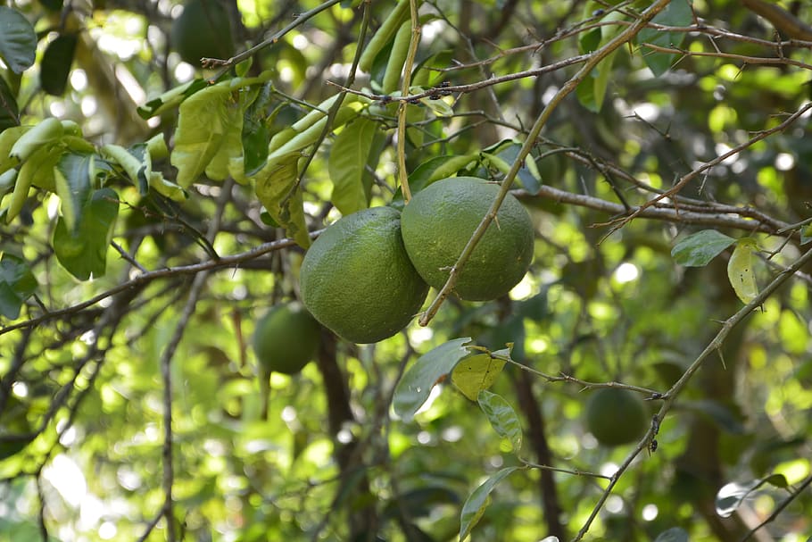 orange, green, fruit, nature, tree, plant, healthy eating, green color HD wallpaper