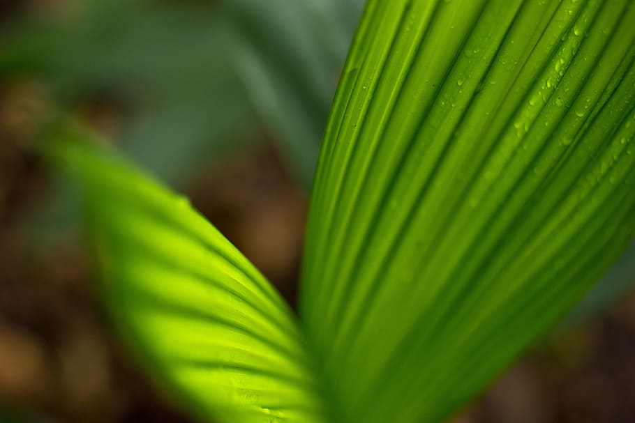 green, leaf, nature, flower, closeup, zoom, texture, natural HD wallpaper