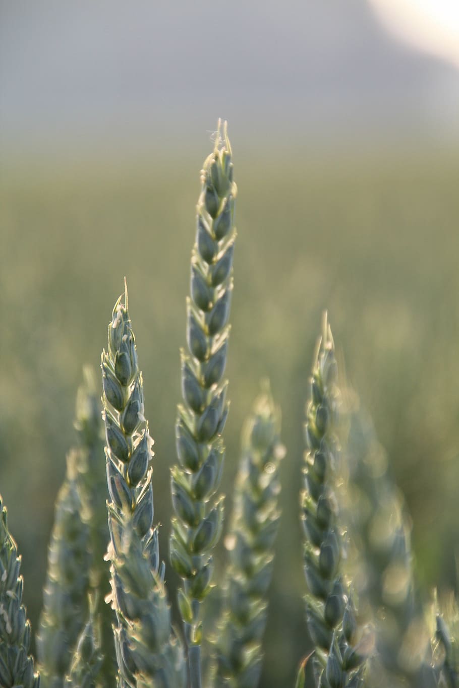ear, wheat, cereals, grain, food, growth, plant, nature, beauty in nature HD wallpaper