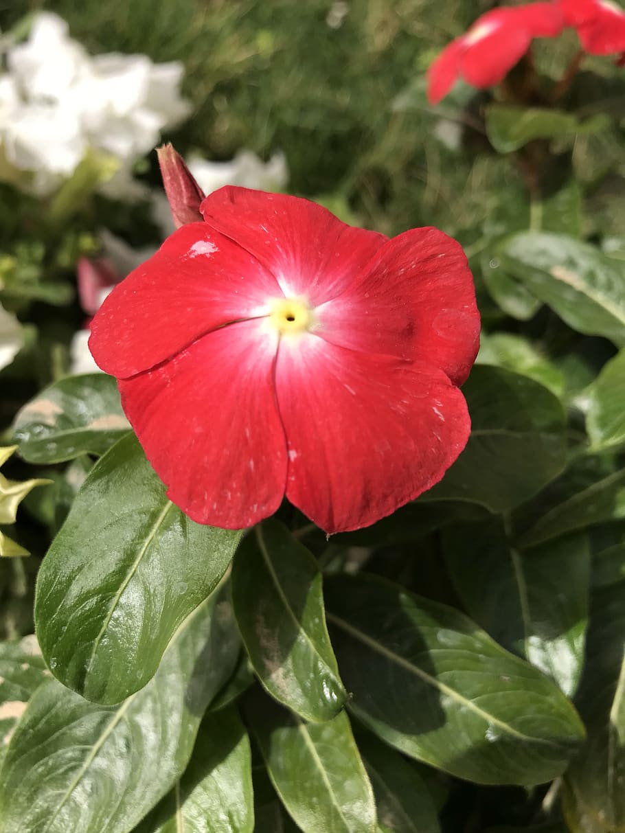 red flower, ksa, plant, freshness, growth, beauty in nature HD wallpaper