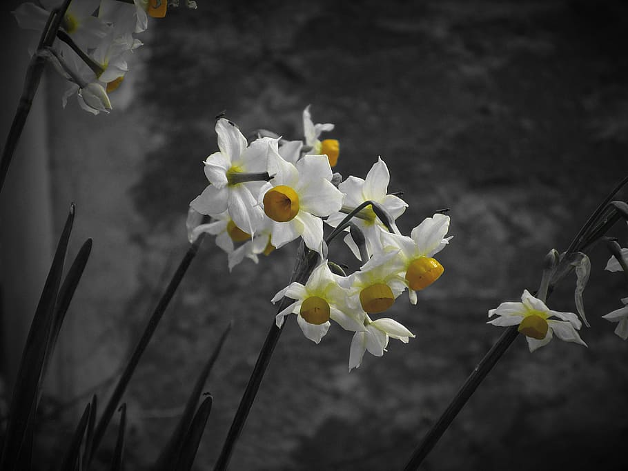 Narcissus Tazetta, Daffodil, Flower, petal, plant, nature, yellow, HD wallpaper