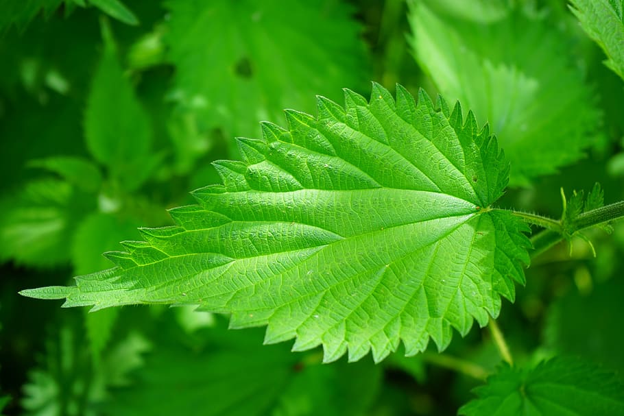 green leafed plant, stinging nettle, leaves, burning hair, pink, HD wallpaper