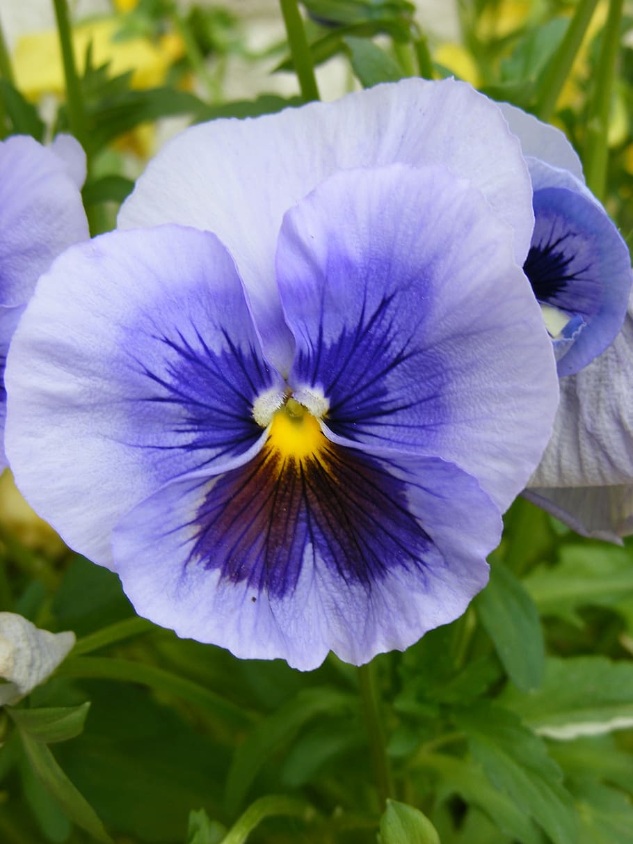 closeup photography of purple flower during daytime, pansy HD wallpaper