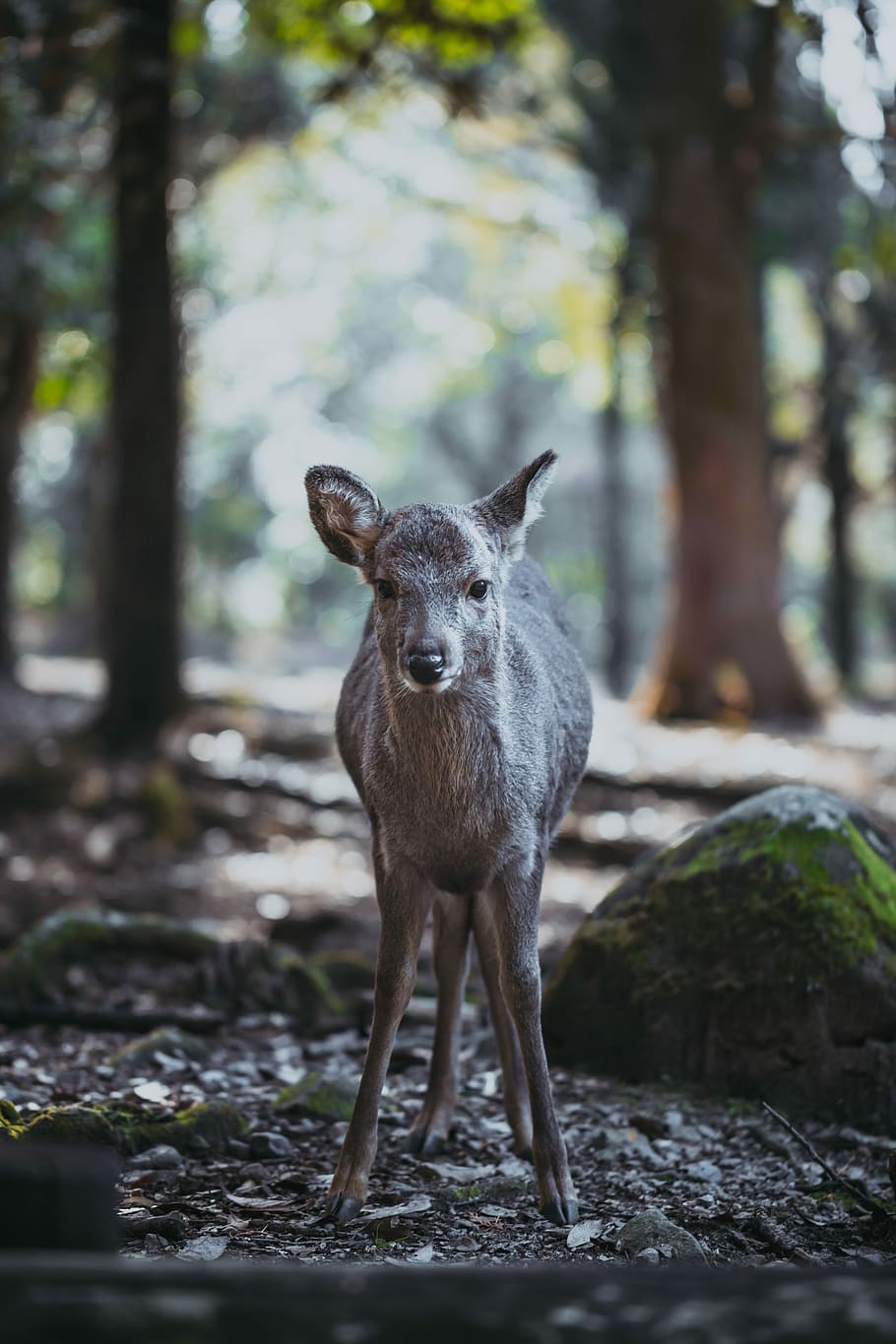 gray deer in the woods at daytime, black deer standing in wood in selective focus photography HD wallpaper