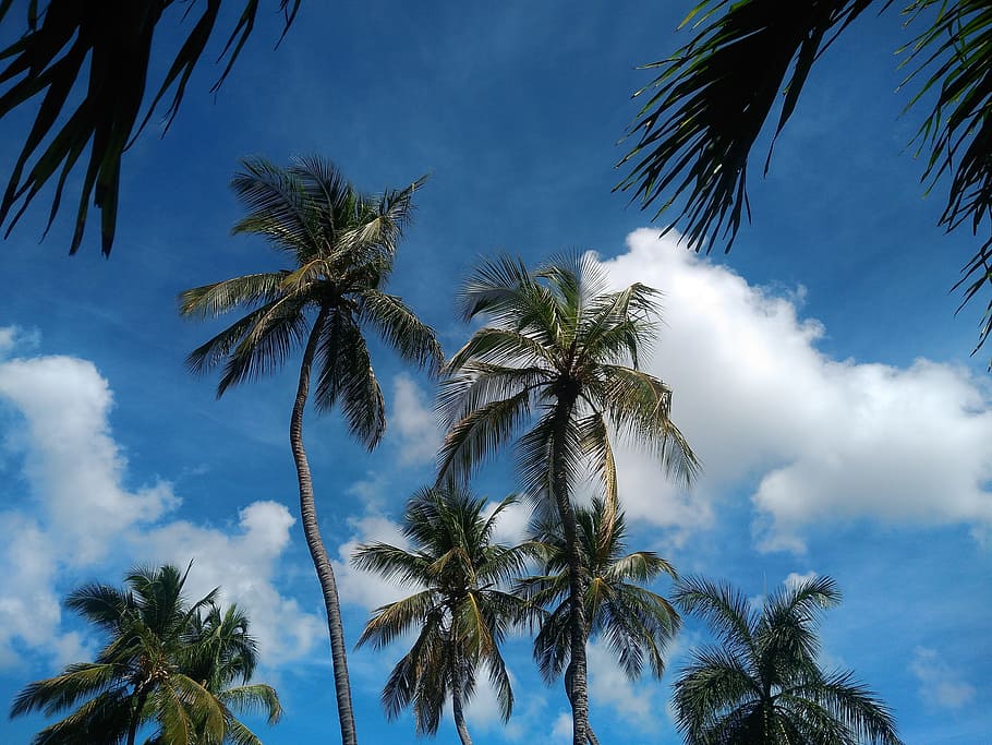 HD wallpaper: trees, coconut trees, clouds, branches, sky, blue sky ...