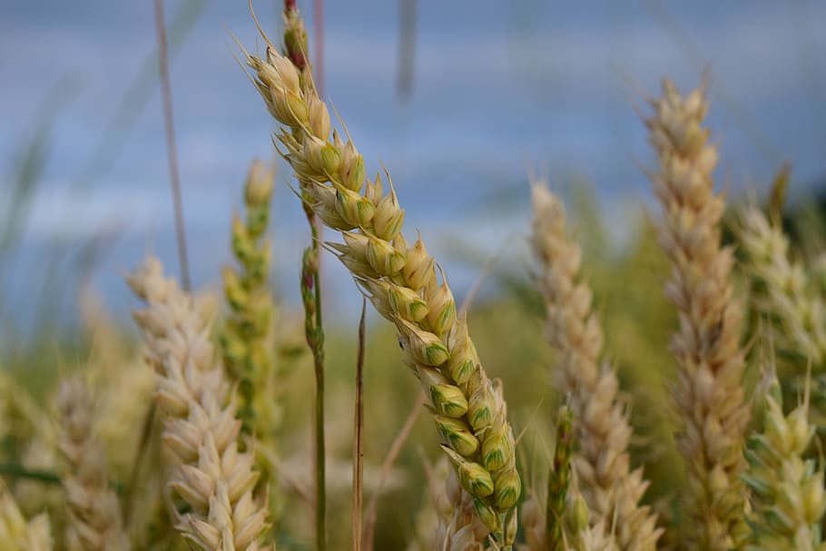 wheat, wheat field, cereals, grain, cornfield, spike, agriculture HD wallpaper
