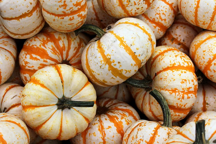 white and orange squash lot, Pumpkin, Gourd, Patch, background HD wallpaper