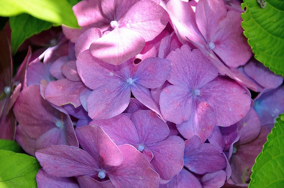 Hydrangea, Flower, Pink, flowers, view details, hydrangea macrophylla HD wallpaper