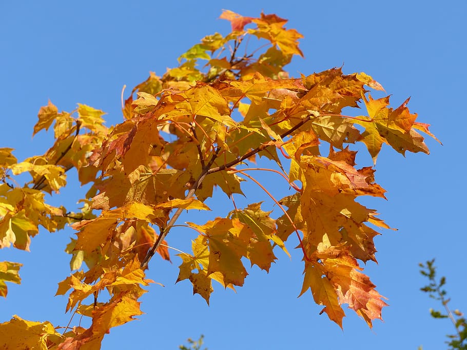 tree, twig, maple, autumn, colors, garden, sky, blue, leaf HD wallpaper