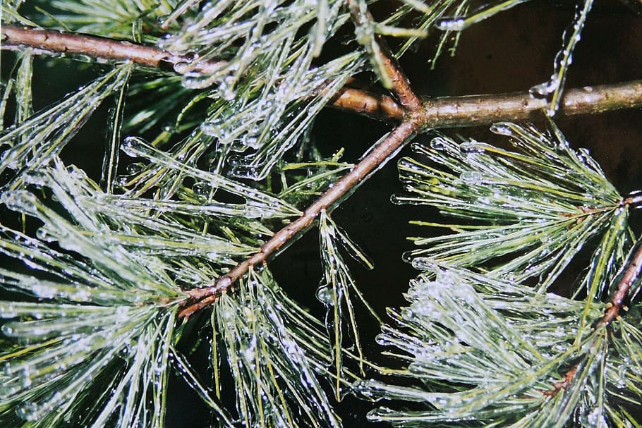 pine needles, ice, iced, winter, eiskristalle, branches, winter impressions HD wallpaper