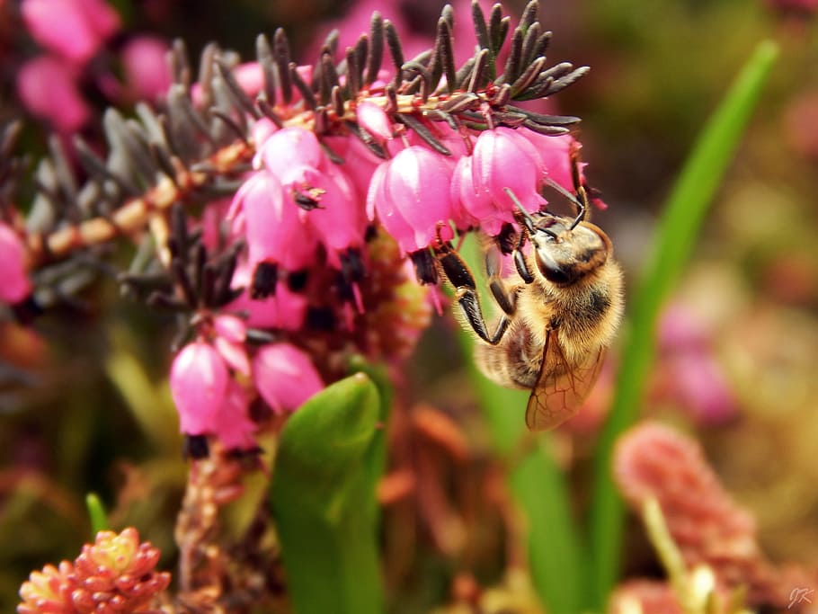 bee, flowers, macro, spring, nature, garden, insect, honey bee HD wallpaper
