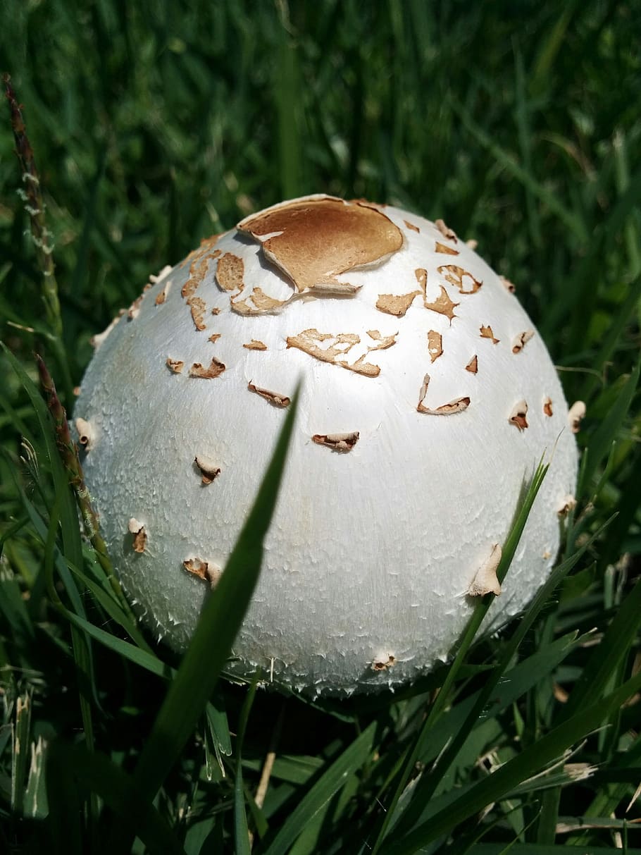 mushroom, garden, grass, plant, close-up, food, toadstool, no people HD wallpaper