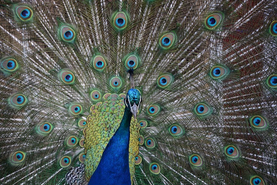 Peacock, Blue, Green, peacock feather, fanned out, bird, animal wildlife HD wallpaper
