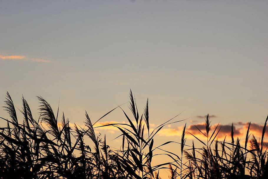 cane, evening, sunset, outdoor, nature, summer, sky, growth HD wallpaper