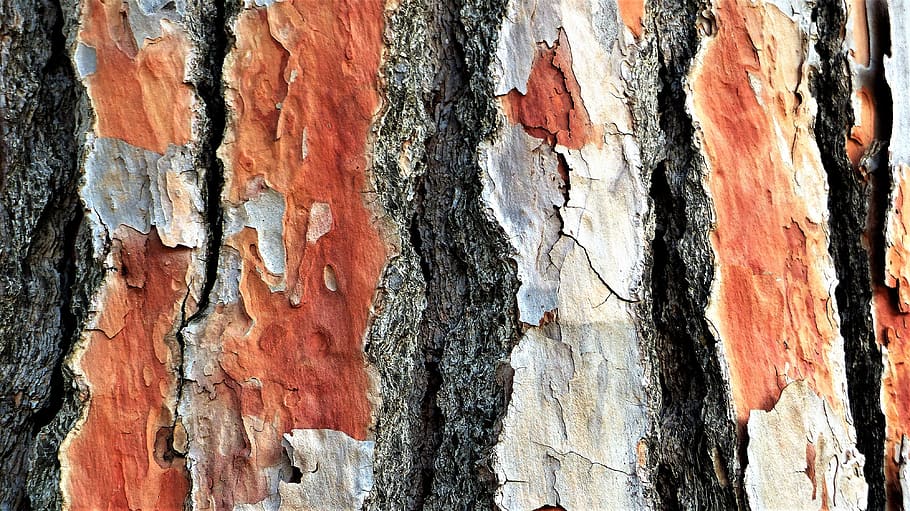 tree, bark, pine, old, trunk, tree trunk, textured, weathered HD wallpaper