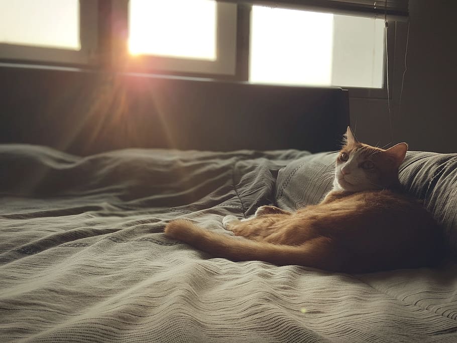 cat, morning, sun, domestic, domestic animals, animal themes HD wallpaper