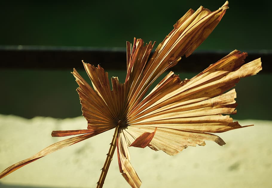 mustardleaf, shapeandsize, close-up, vulnerability, fragility HD wallpaper
