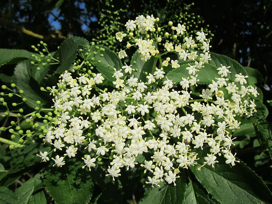 Sambucus Nigra, Elder, Elderberry, black elder, european elder HD wallpaper