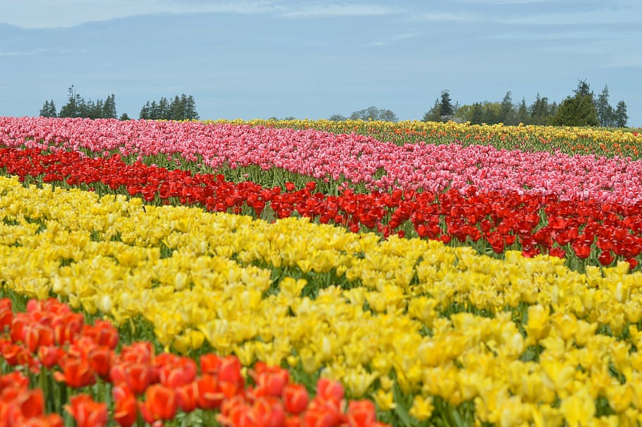 HD wallpaper: tulips, northwest, washington, flower, purple, squat ...