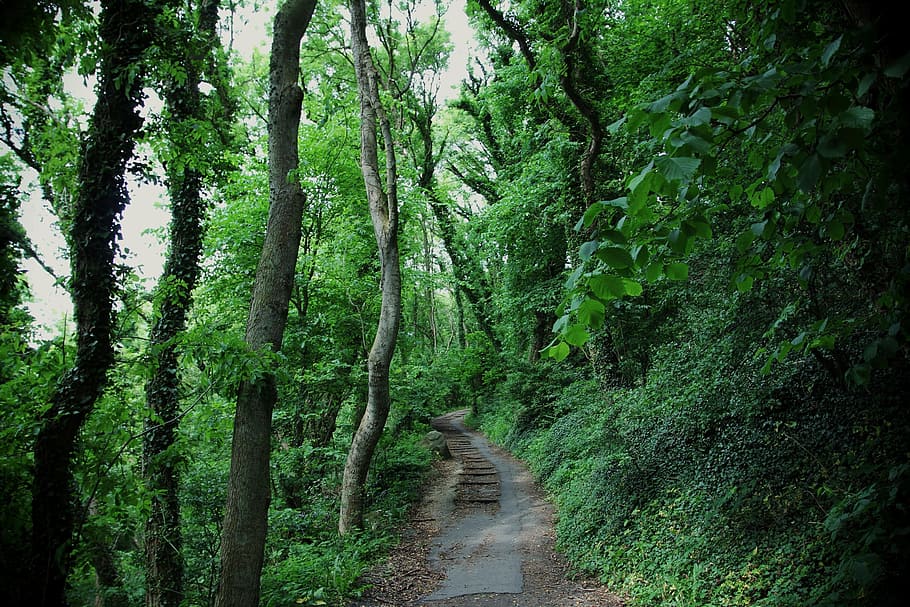 road, path, grass, trees, plant, nature, forest, growth, green color HD wallpaper