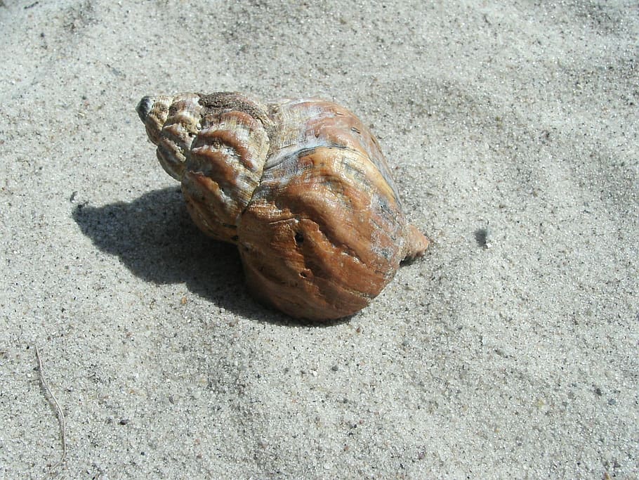 Sand Beach, Snail, one animal, animal themes, day, no people HD wallpaper