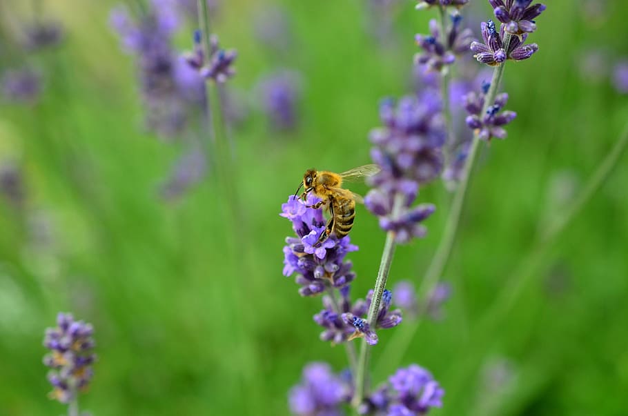 lavender, bee, insect, violet, true lavender, lavandula, plant HD wallpaper