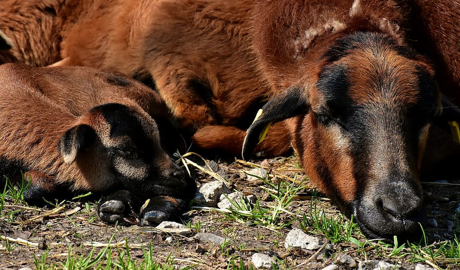 two close up of brown animals, mama, young, sleep, sheep, reborn HD wallpaper
