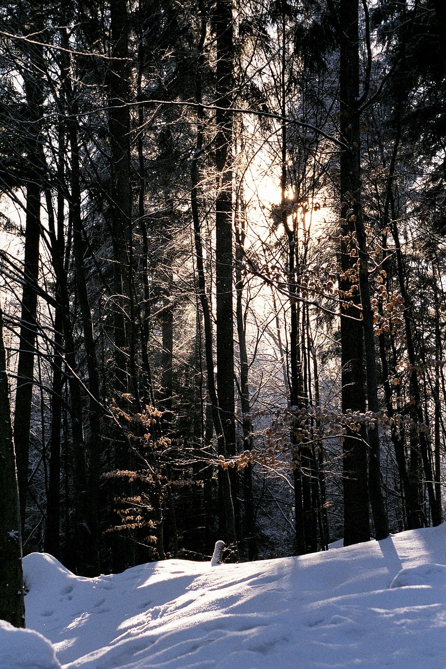 selective focus photography of trees, photo of trees in forest filled with snow HD wallpaper