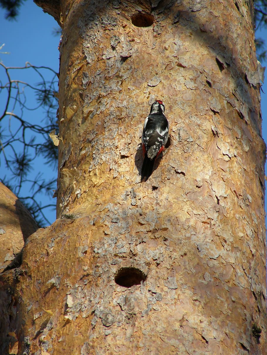 woodpecker, bird, tree, trunk, hollow, fauna, avian, avifauna HD wallpaper