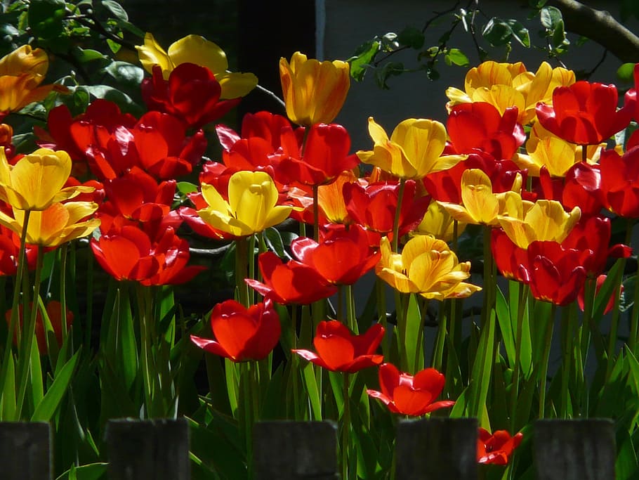 Tulips, Yellow, Back, Back Light, red, beautiful, tulpenbluete HD wallpaper