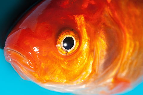 Hd Wallpaper Orange Coi Fish Eye Goldfish Freshwater Fish Karpfenfisch Wallpaper Flare