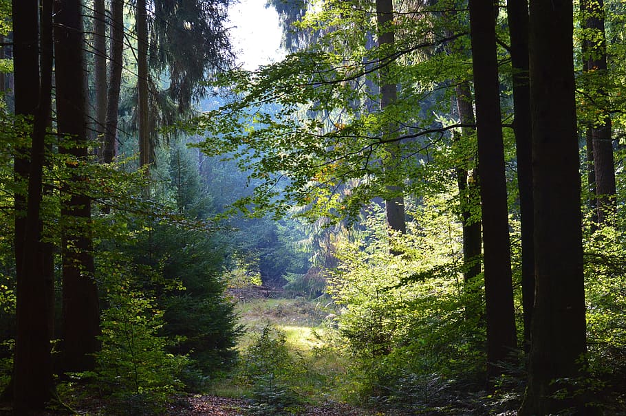 photography of forest during daytime, trees, leaves, sun, morgenstimmung HD wallpaper