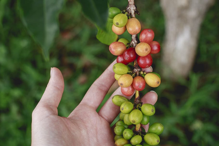 selective focus photography of person holding coffee beans, branch, HD wallpaper