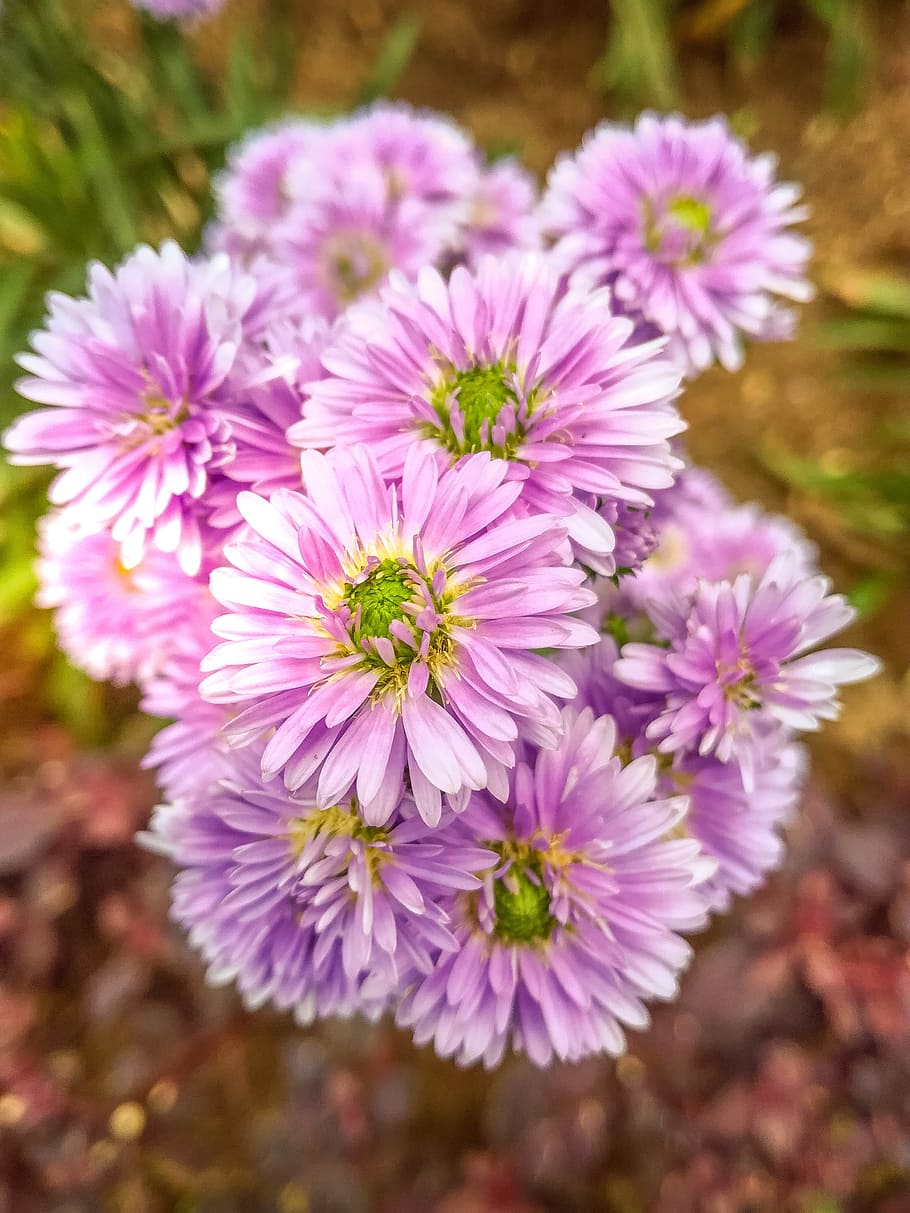 Purple Asters Closeup Photo at Daytime, beautiful, bloom, blooming HD wallpaper
