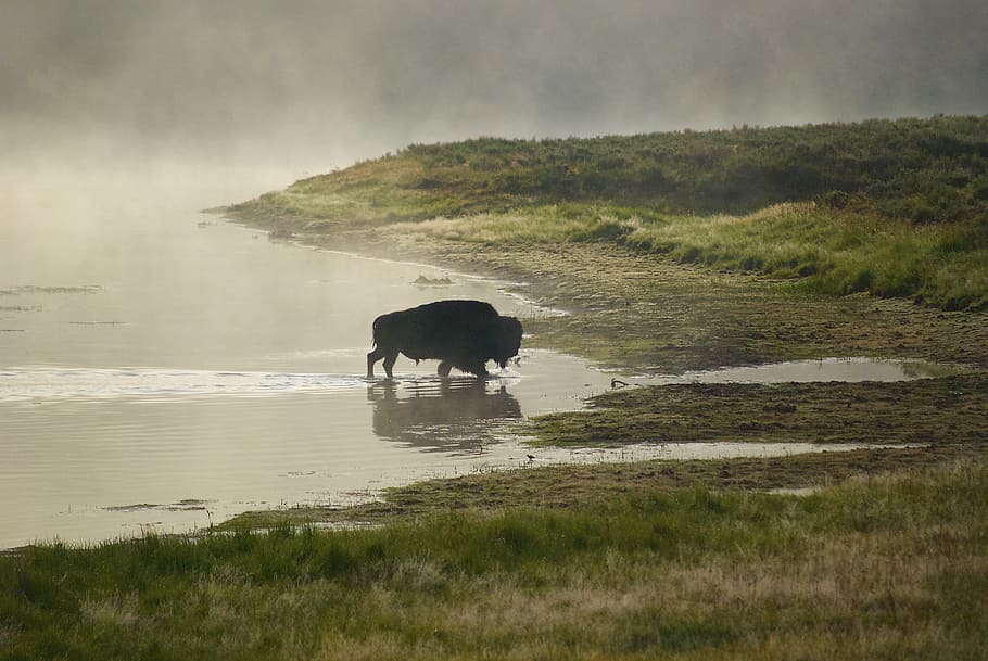 black bull in body of water beside green grasses, buffalo, bison HD wallpaper