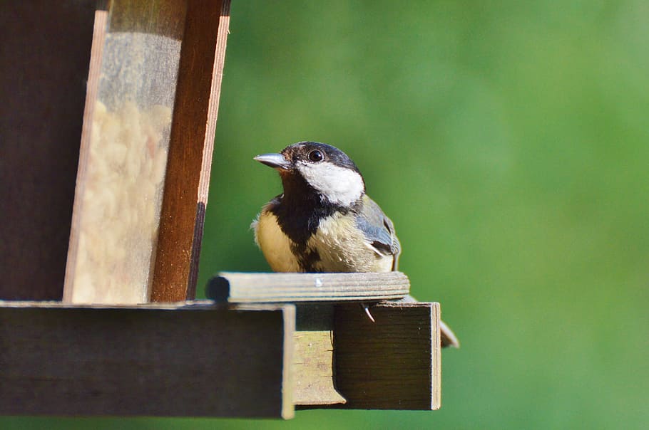 Tit, Bird, Foraging, Garden, animal, nature, wildlife, beak HD wallpaper