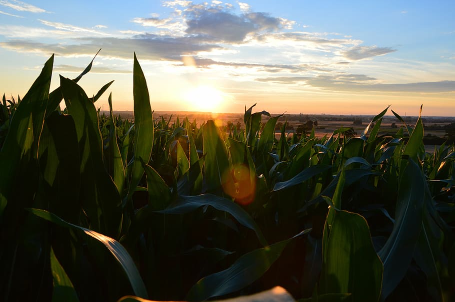 field, corn, village, summer, agriculture, poland village, the cultivation of HD wallpaper