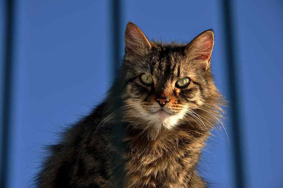 Cat, Animals, Cute, cute cat, pets, domestic Cat, looking, domestic Animals HD wallpaper