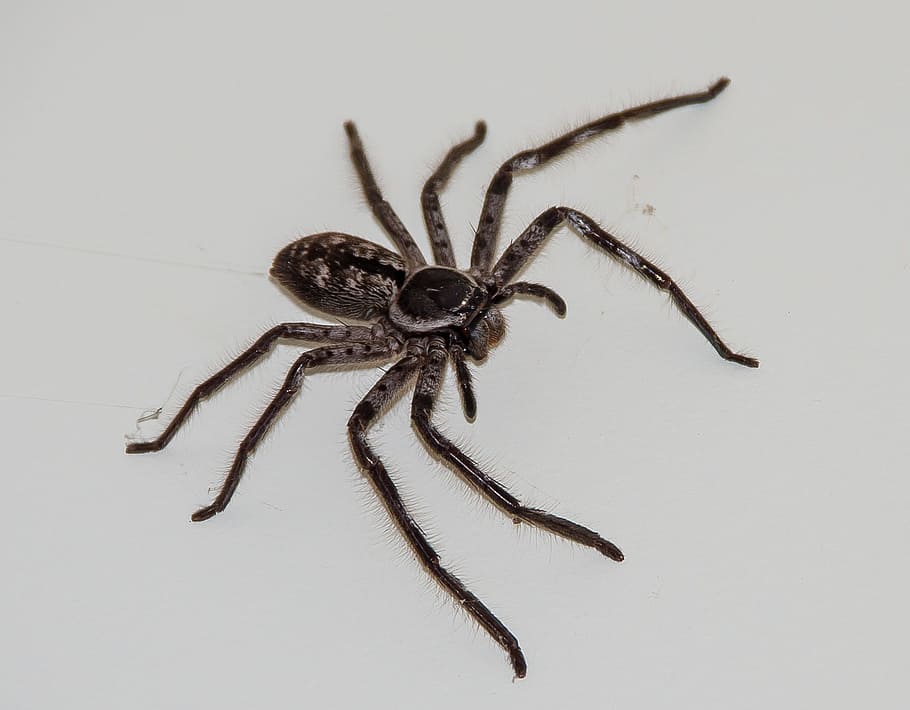 Huntsman Spider, Brown, large, hairy, native, wild, queensland