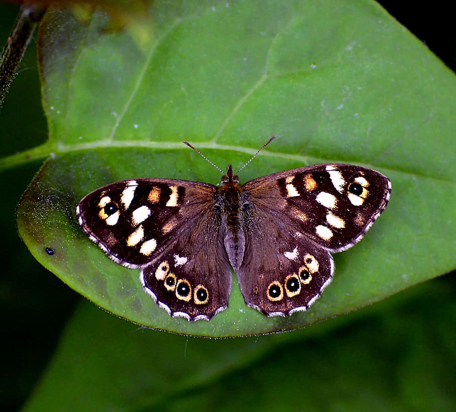 scottish speckled wood, speckled wood butterfly, leaf, close, HD wallpaper