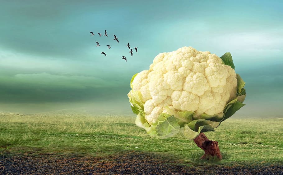 fantasy, cauliflower, grass, animal themes, flying, group of animals HD wallpaper