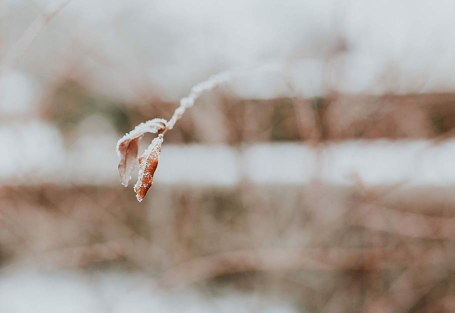 Close-ups of snowy trees, closeup, leaves, pine, twig, branch HD wallpaper