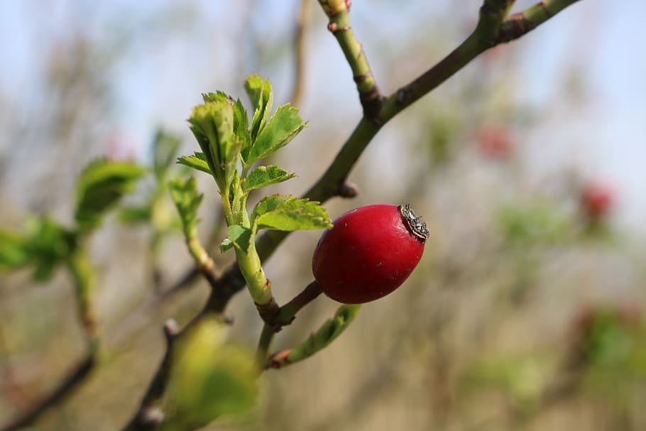 rose hips, red, nature, food, fruit, food and drink, healthy eating HD wallpaper