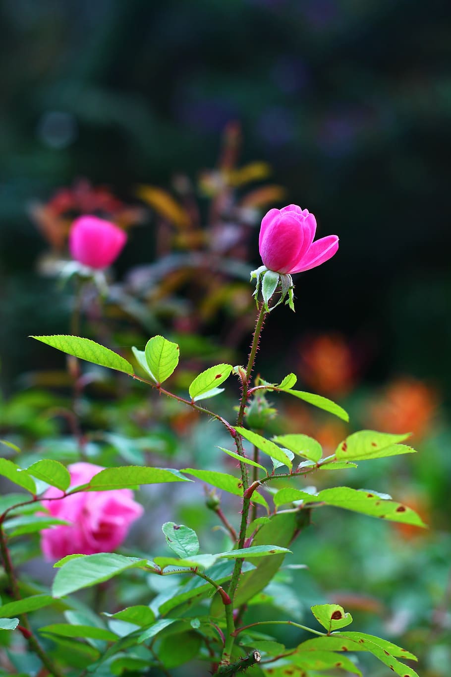 rosa, flower, spring, button, beautiful, plant, flowering plant HD wallpaper