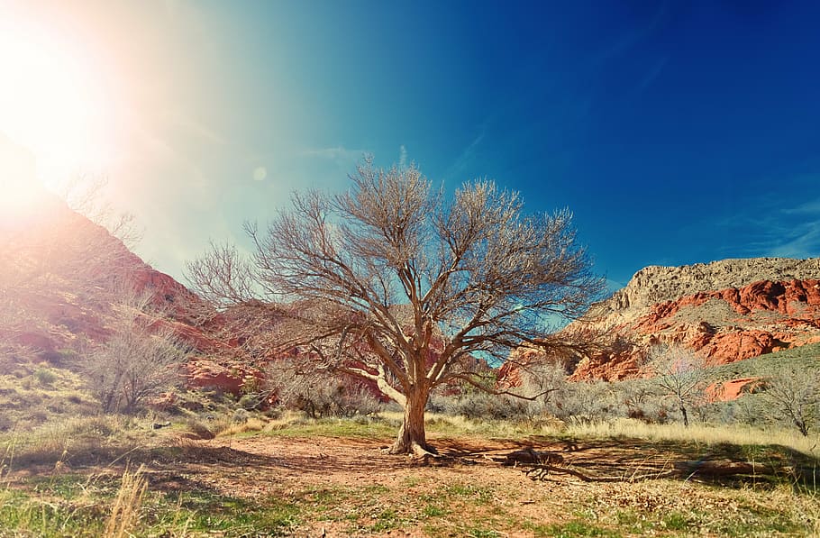 brown bare tree photo during daytime, nature, national, park HD wallpaper