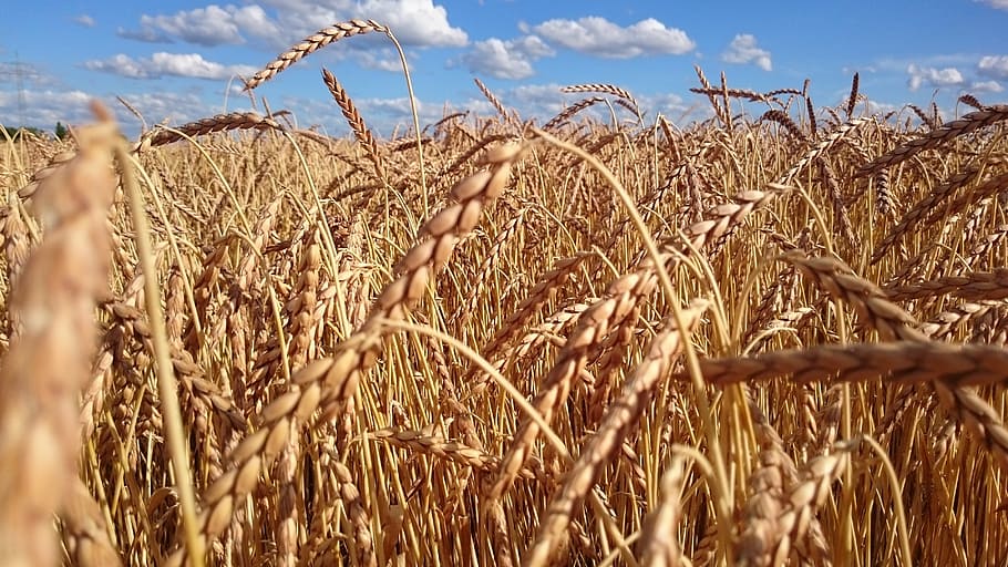 wheat field during daytime, cereals, grain, agriculture, ear HD wallpaper