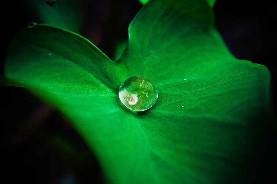 close up view of water drop on green leaf, nature, rain, plants HD wallpaper