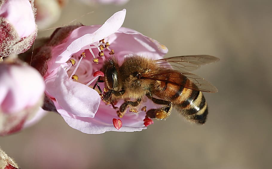 macro photography of bee pollinate, flower, nature, insect HD wallpaper