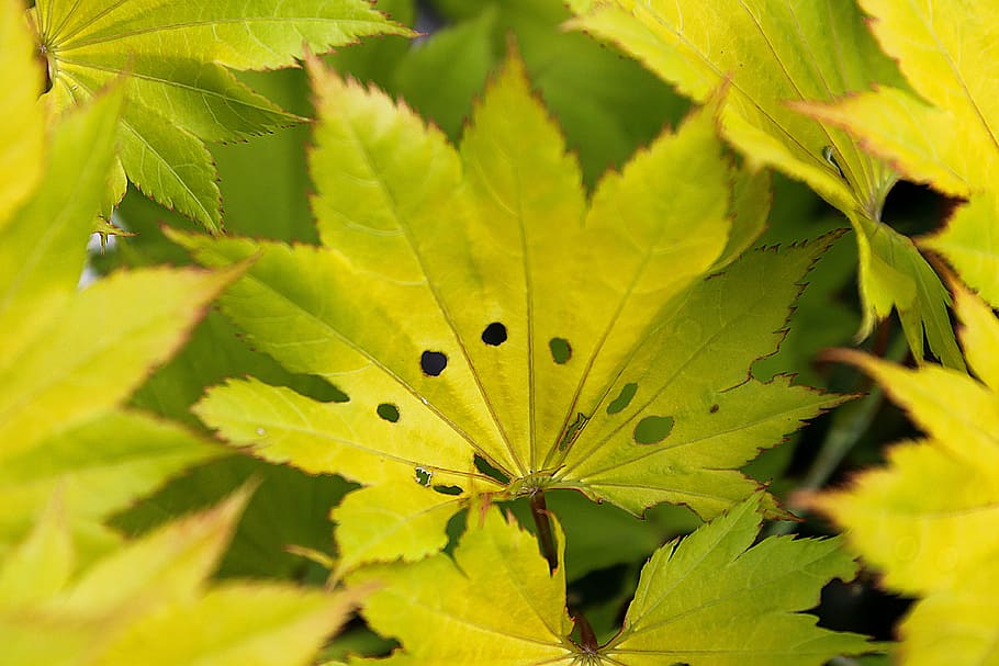 maple leaf, yellow leaf, plant nature, plant part, green color HD wallpaper