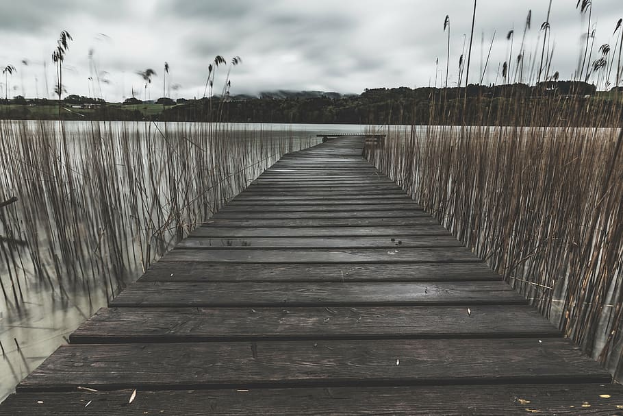 brown wooden dock at side of side of lake, black, water, trees, HD wallpaper